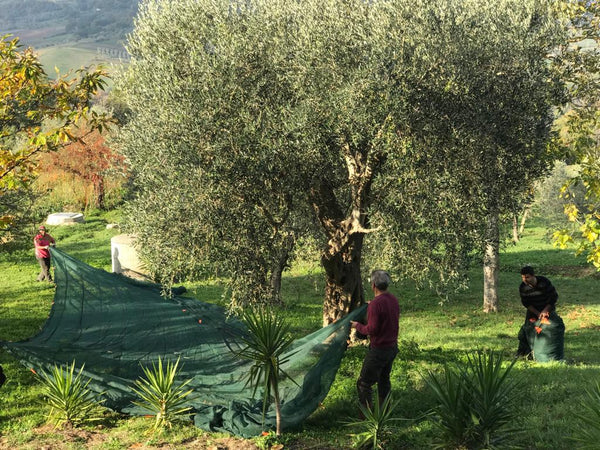 Filet olive renforcé et à œillets Feuille de tissu anti-épine 6x6 AVEC OUVERTURE vert 33 g/m2