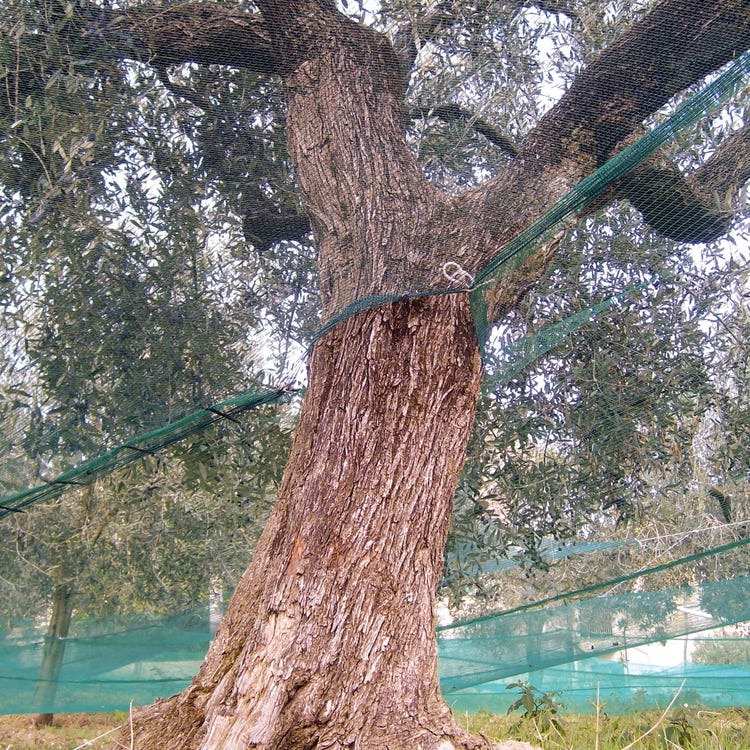 Filet lourd de récolte d'olives anti-épines en feuilles - 6x6 m avec coupe en deux