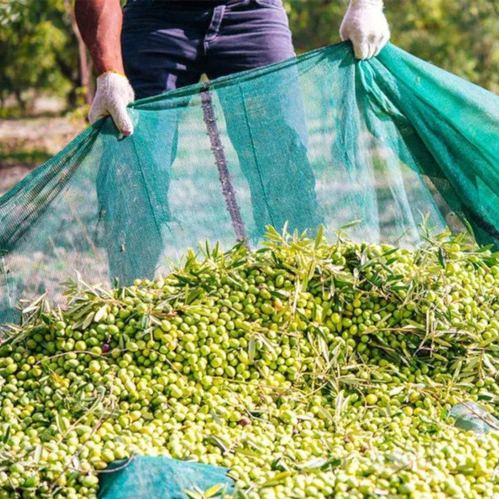 Filet de récolte des olives rouleau 4x250 m avec bords en polyéthylène renforcé
