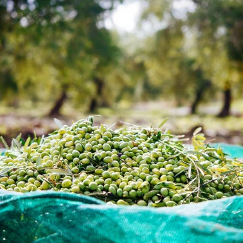 Filet léger anti-épines pour récolter les olives en rouleaux - 4 m, rouleau de 100 m