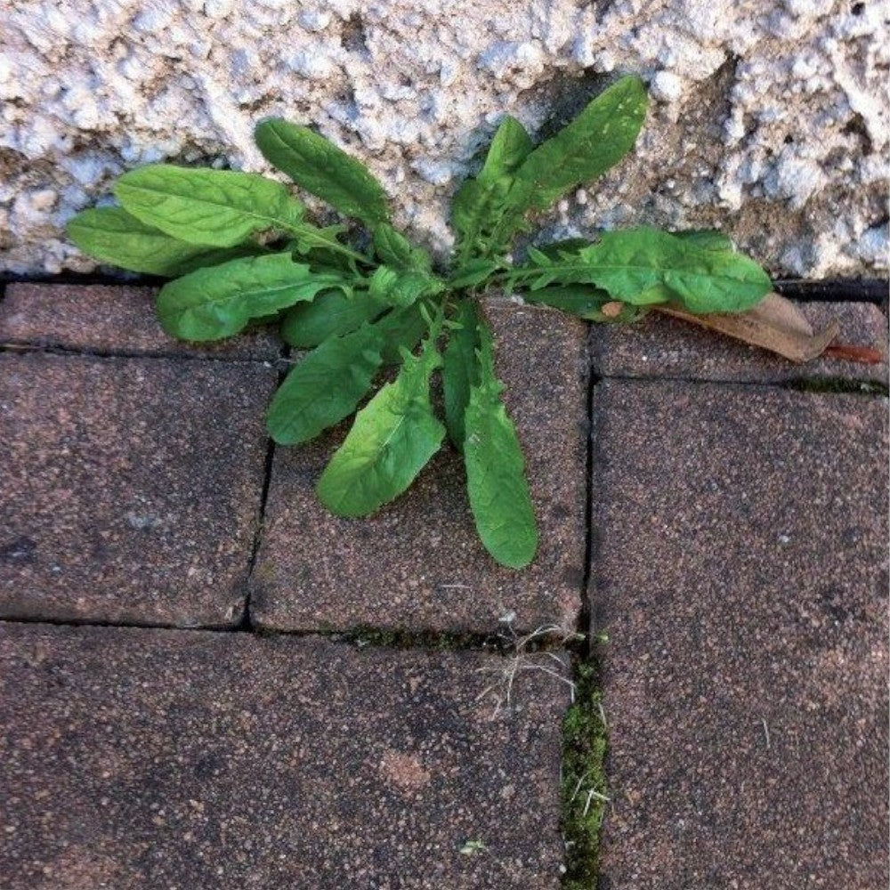 Herbicide vinaigre revigorant concentré pour gazon 1 lt 