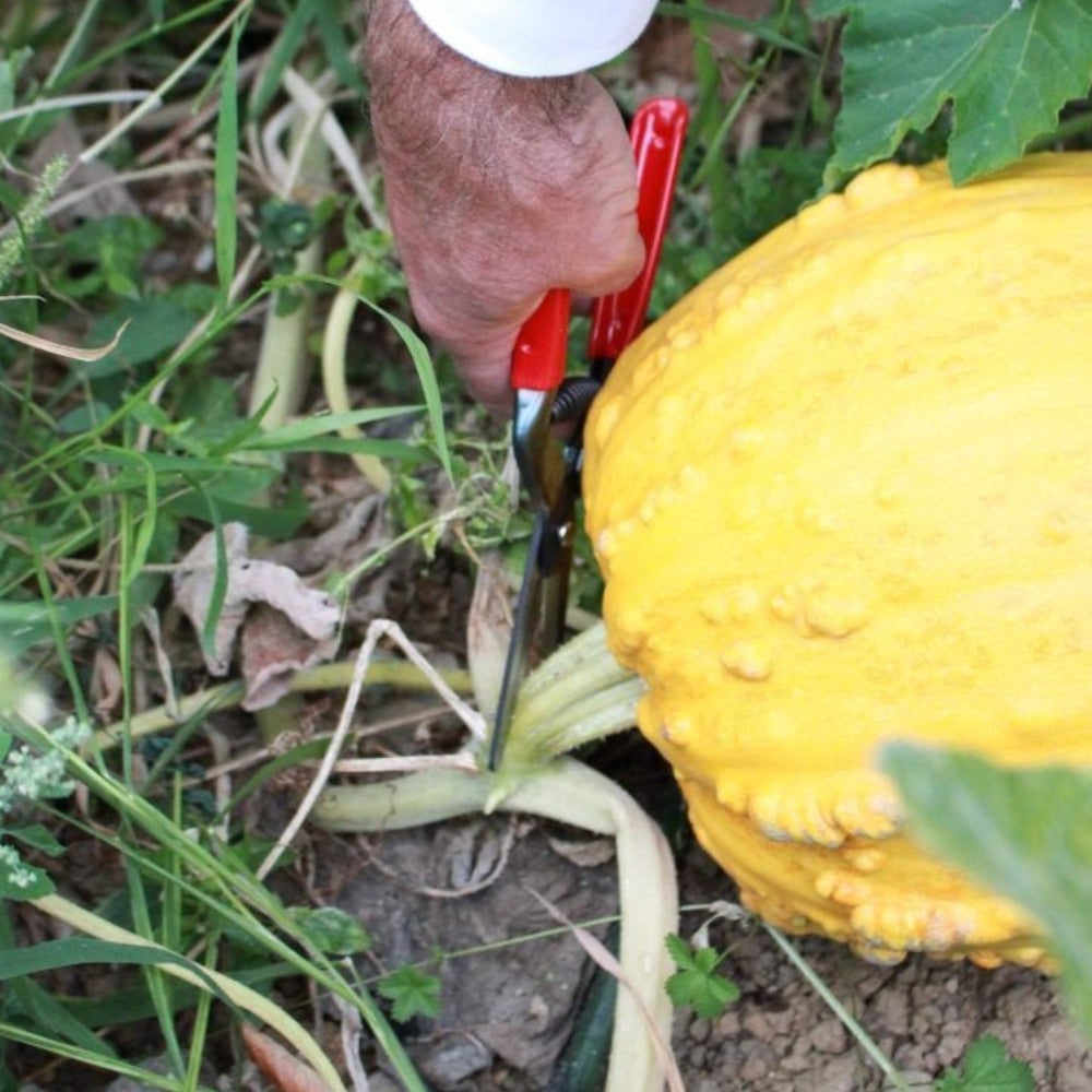 Forbici con lama in acciaio coglifrutta e ortaggi 19 cm