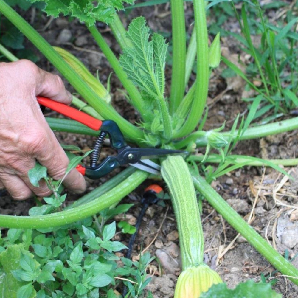 Forbici con lama in acciaio coglifrutta e ortaggi 19 cm