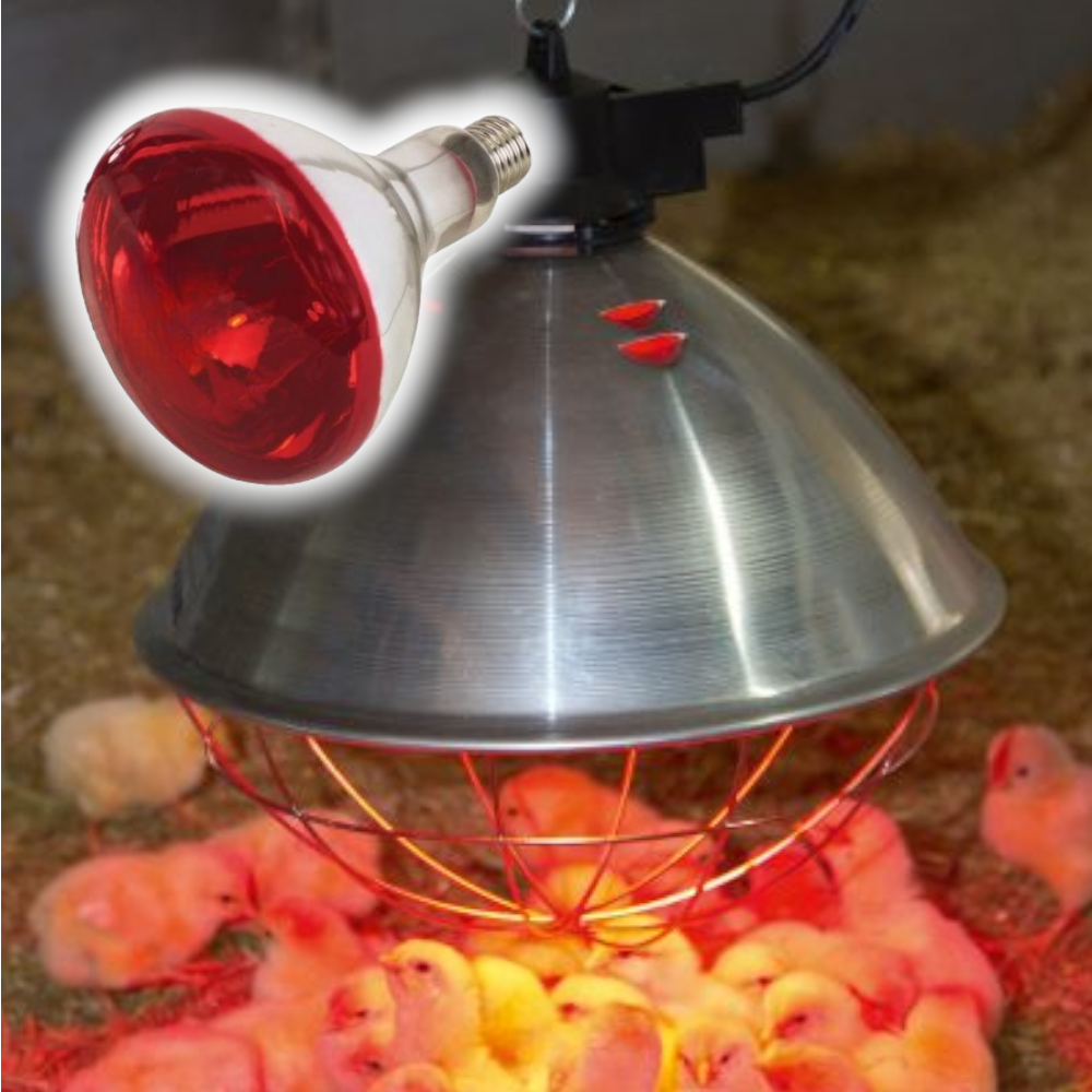 Ampoule infrarouge 150w pour l'élevage et le soin des animaux